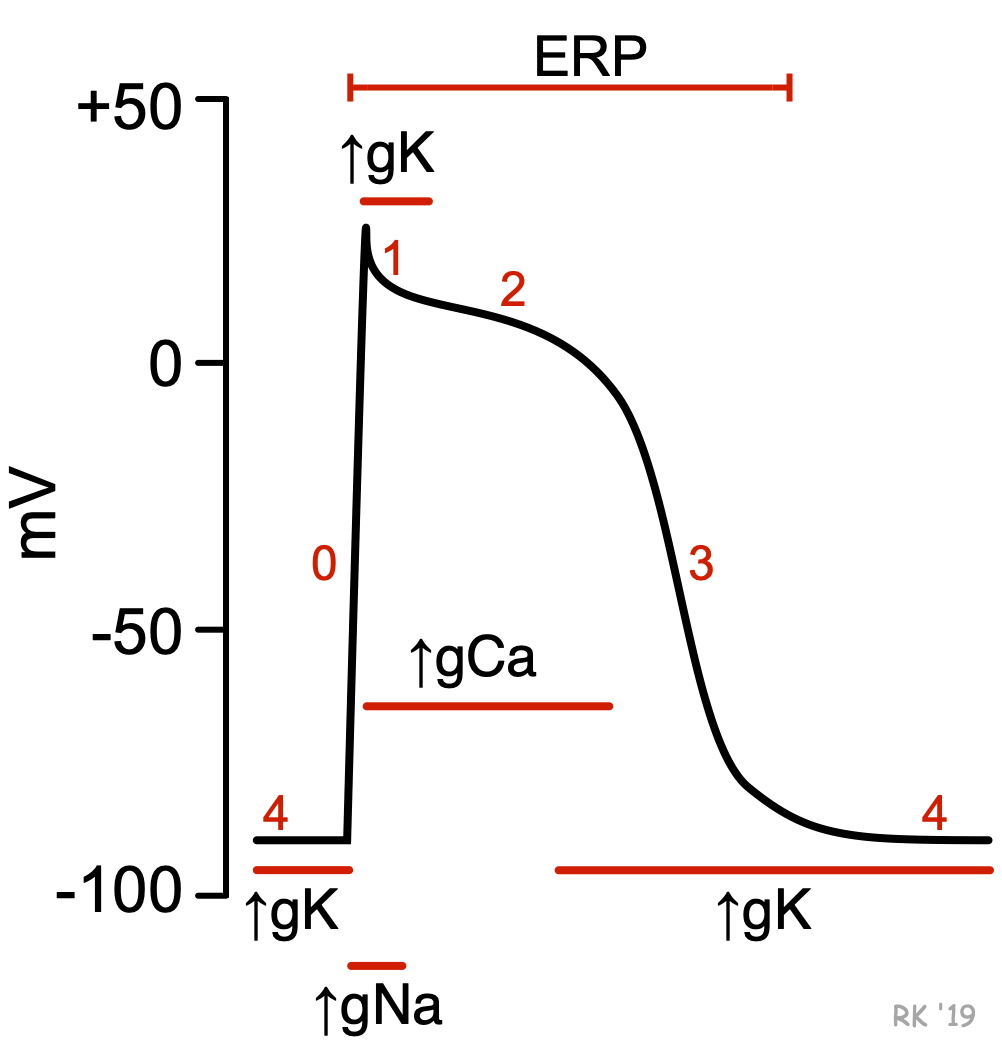 Ventricular action potential